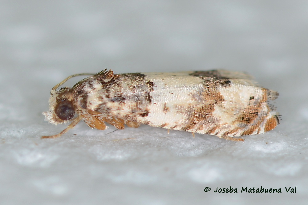 Epinotia thapsiana  - Tortricidae